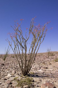 Ocotillo cactus near Borrego Springs, ©2009 Martin Trailer
