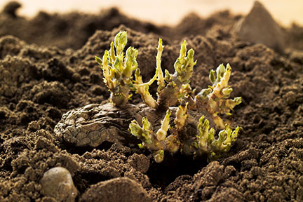 Growing potato, full view